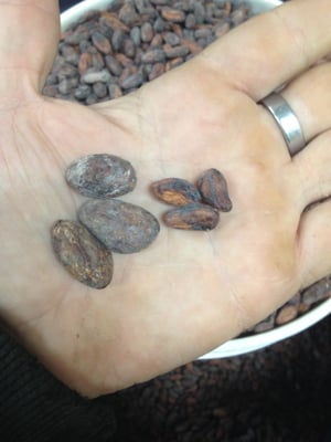 Bolivia - Wild Harvest Direct Trade Itenez - 2020 - Image 3