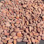 Bolivia - Wild Harvest Tranquilidad Direct Trade  2022
