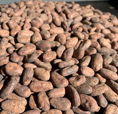 Mexico Camino Cacao - Direct Trade - 2023 - Image 1