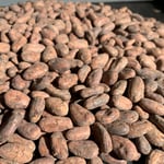 Mexico Camino Cacao - Direct Trade - 2023 
