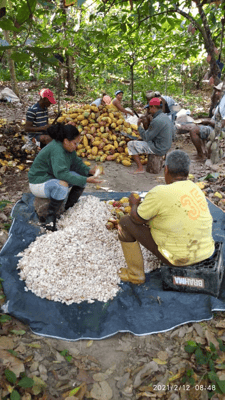 Venezuela Cuyagua Direct Trade 2021 - Image 3