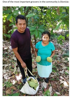 Mexico Bicolor / Pataxte / Jaguar / Macambo Cocoa - Lot II Direct Trade - 2021 - Image 5