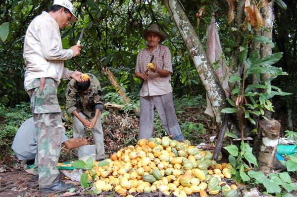 Bolivia - Wild Harvest Direct Trade Rio Beni - 2022 - Image 7