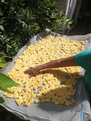 Mexico Bicolor / Pataxte / Jaguar / Macambo Cocoa - Lot II Direct Trade - 2021 - Image 7