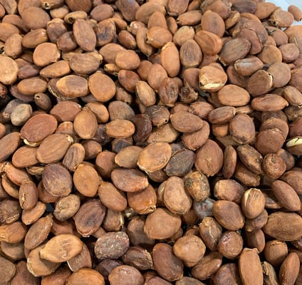 Mexico Bicolor / Pataxte / Jaguar / Macambo Cocoa - Lot II Direct Trade - 2021 - Image 2