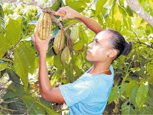 Honduras Wampusirpi 2018 Direct Trade - Image 3