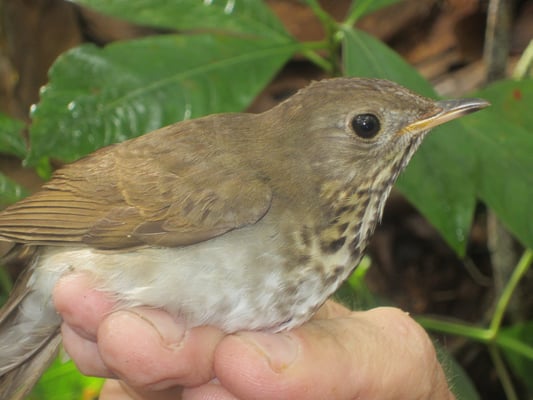 Dominican Republic Zorzal Direct trade Organic 2018 - Image 6