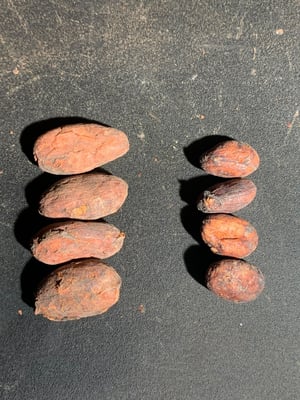 Peru Chuncho  Organic - Direct Trade - 2024 - Image 3