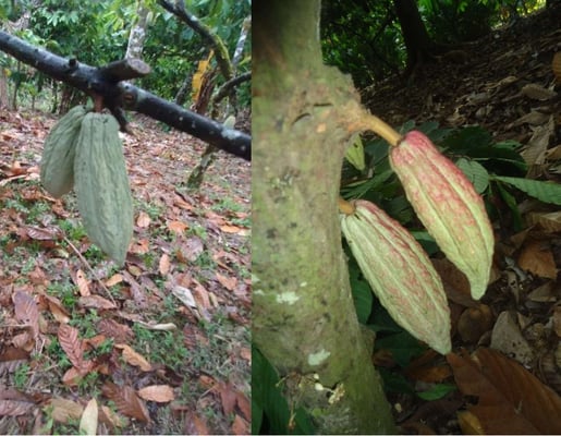Mexican Lavados (washed / unfermented) Tecpatán 2021 - Image 4
