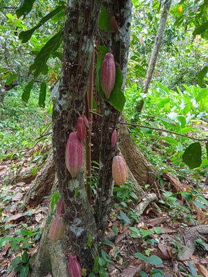Venezuela Cuyagua Direct Trade 2021 - Image 6