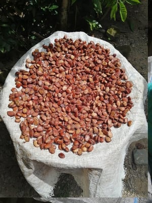 Mexico Bicolor / Pataxte / Jaguar / Macambo Cocoa - Lot II Direct Trade - 2021 - Image 6