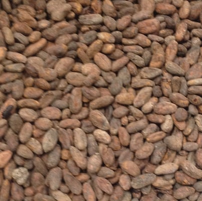 Ecuador 2019 Organic Palo Santo - Image 1