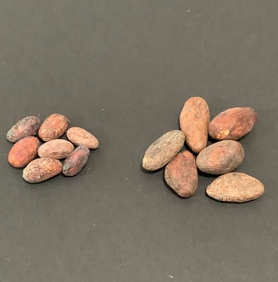 Bolivia - Wild Harvest Tranquilidad Direct Trade  2022 - Image 3