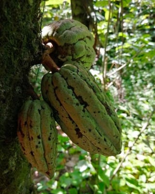 Mexican Ruby Lavados (washed / unfermented) Oaxaca 2024 - Image 2