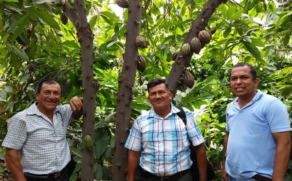 Peru Piura 2020 Organic/FT - Image 3