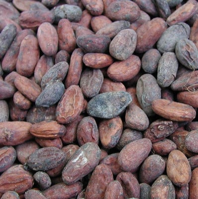 Ghana Rain Forest Alliance - 2021 - Image 3