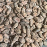 Uganda Kisinga Organic 2022
