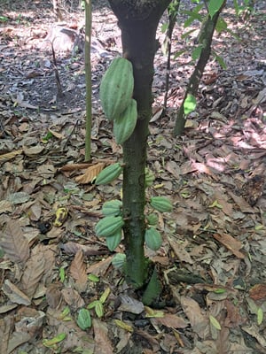 Mexican Ceremonial Cacao Santana 2024 - Image 1