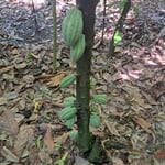 Mexican Ceremonial Cacao Santana 2024