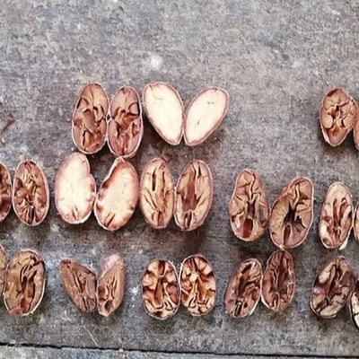 Mexico Almendra Blanca Finca Frida Direct Trade 2025 - Image 16