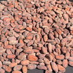 Bolivia Wild Harvest Three Tribes Direct Trade 2024