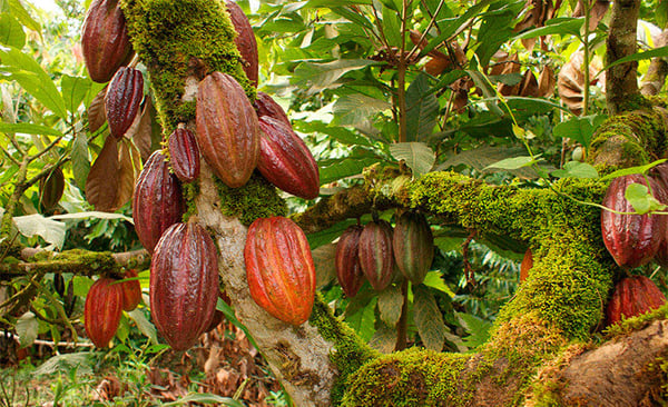 Honduras Wampusirpi 2018 Direct Trade - Image 4