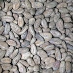 Honduras Wampusirpi 2018 Direct Trade