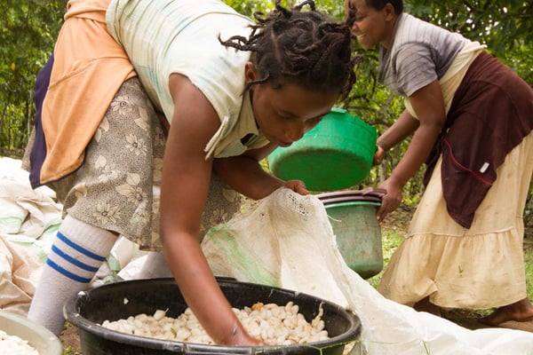 Uganda Semuliki Forest 2021 Direct Trade Organic - Image 2