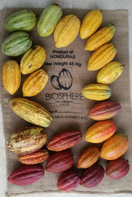 Honduras Wampusirpi 2018 Direct Trade - Image 5