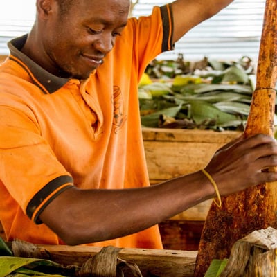 Uganda Semuliki Forest Direct Trade Organic 2025 - Image 31