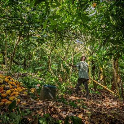 Ghana Kome -Three Mountains Organic - 2023 - Image 11