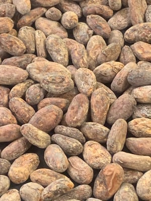 Bolivia - Alto Beni Walikeewa - 2023 - Organic - Image 3