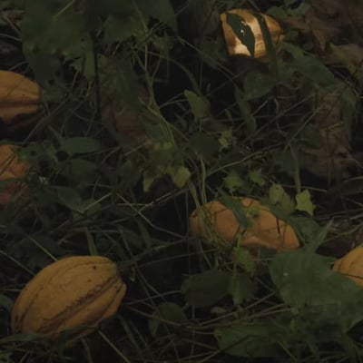 Vanuatu Malekula Island 2024 - Image 10