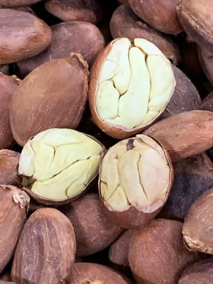 Mexico Bicolor / Pataxte / Jaguar / Macambo Cocoa - Lot II Direct Trade - 2021 - Image 1