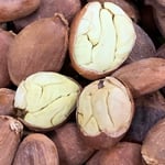 Mexico Bicolor / Pataxte / Jaguar / Macambo Cocoa - Lot II Direct Trade - 2021