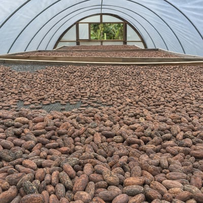 Dominican Republic Zorzal Direct Trade Organic 2025 - Image 20