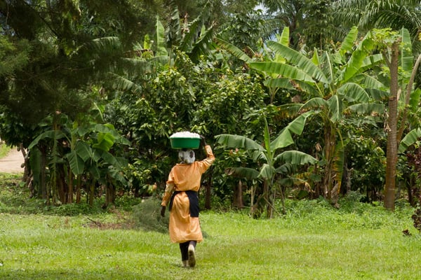 Uganda Semuliki Forest Direct Trade Organic 2024 - Image 2