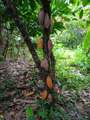 Venezuela Ocumare 2021 - Direct Trade - Image 4