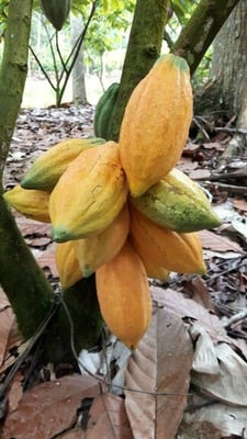 Costa Rica Azul Direct trade 2017 - Image 8