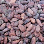 Venezuelan Patanemo "Donaldo" - 2013