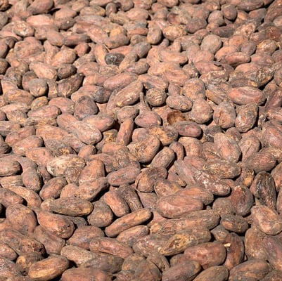 Tanzania Kokoa Kamili Direct Trade Organic 2025 - Image 8