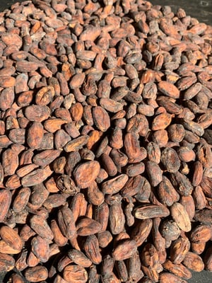 Peru Chuncho  Organic - Direct Trade - 2024 - Image 1