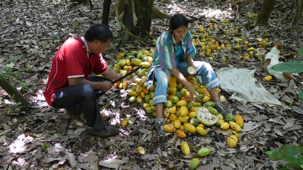 Bolivia Wild Harvest Tranquilidad Direct Trade 2025 - Image 3