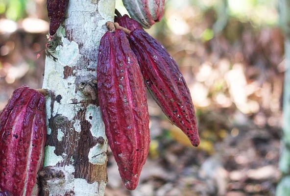 Republic of Congo Organic 2018/19 - Image 3