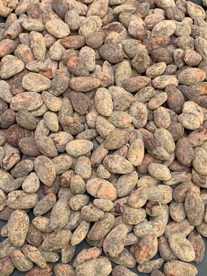 Nicaragua Bisiesto Criollo 2022 - Image 9