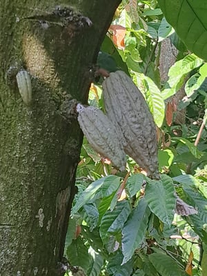 Mexican Ceremonial Cacao Santana 2024 - Image 3