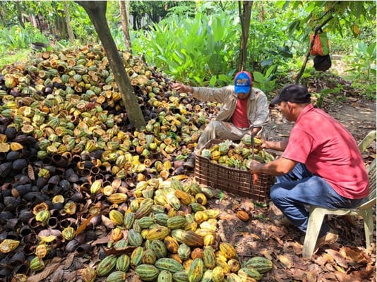 Mexico Rio Samaria Cunduacán Direct Trade 2024 - Image 16