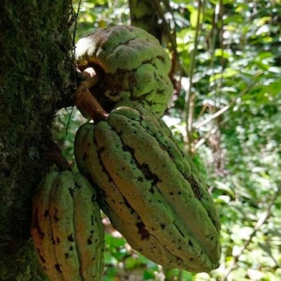 Mexican Ruby Lavados (washed / unfermented) Oaxaca 2024 - Image 7