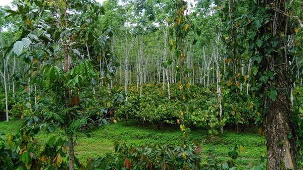 Costa Rica  Macaw Kakau Direct trade 2019/20 - Image 4