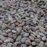 Vietnam Dak Lak 2018 Direct Trade